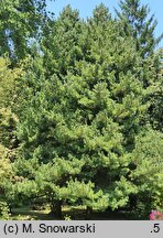 Pinus peuce (sosna rumelijska)