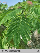 Albizia julibrissin (albicja jedwabista)