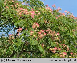 Albizia julibrissin (albicja jedwabista)