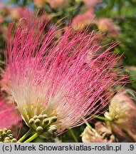 Albizia julibrissin (albicja jedwabista)