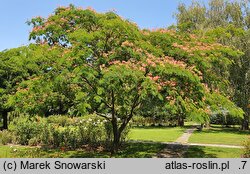 Albizia julibrissin (albicja jedwabista)