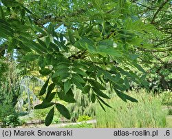 Fraxinus excelsior Nana