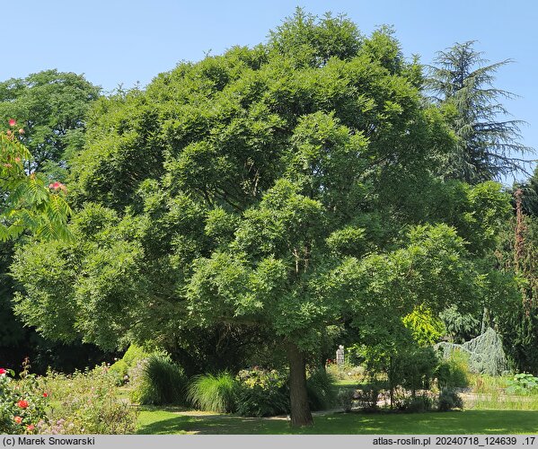 Fraxinus excelsior Nana