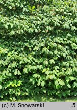 Aesculus parviflora (kasztanowiec drobnokwiatowy)
