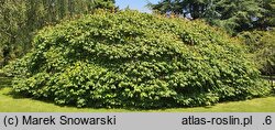 Aesculus parviflora (kasztanowiec drobnokwiatowy)