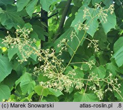Firmiana simplex