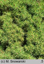 Picea ×albertiana Conica