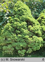 Picea ×albertiana Conica