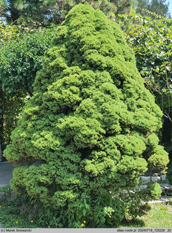 Picea ×albertiana Conica