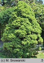 Picea ×albertiana Conica