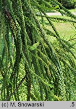 Cryptomeria japonica Araucarioides
