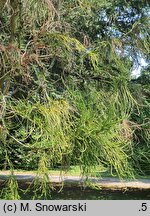 Cryptomeria japonica Araucarioides