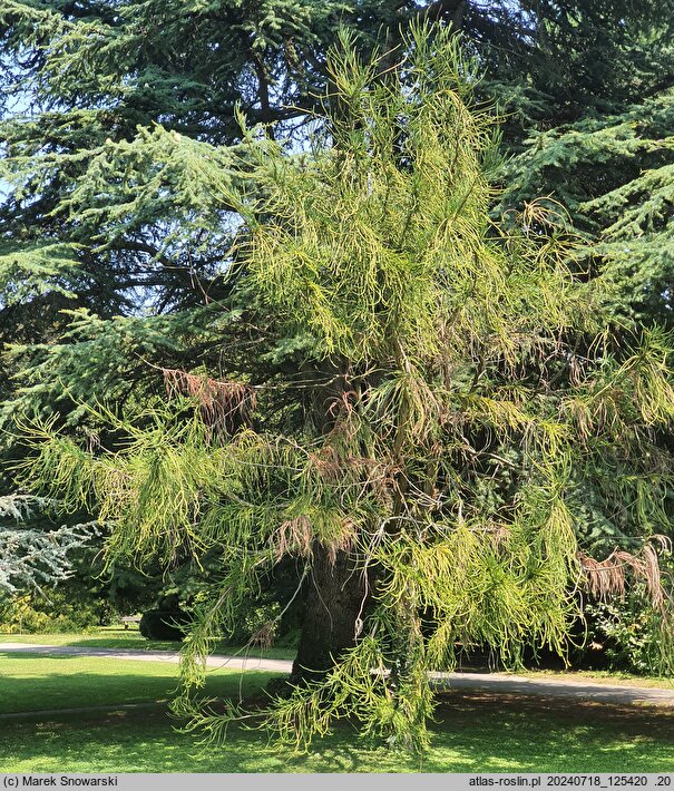 Cryptomeria japonica Araucarioides