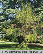 Cryptomeria japonica Araucarioides
