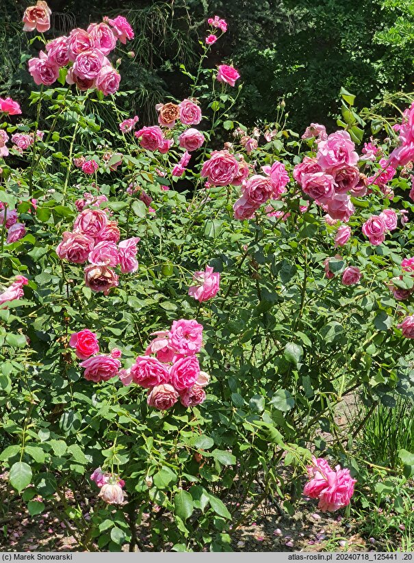 Rosa hort. Jitrenka