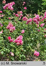 Rosa hort. Jitrenka
