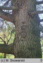 Cedrus libani (cedr libański)