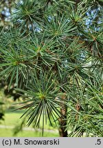 Cedrus libani (cedr libański)