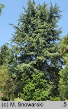 Cedrus libani (cedr libański)