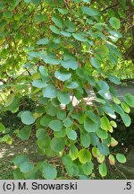 Actinidia chinensis var. deliciosa (aktinidia smakowita)