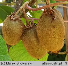 Actinidia chinensis var. deliciosa (aktinidia smakowita)