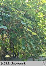 Actinidia chinensis var. deliciosa (aktinidia smakowita)