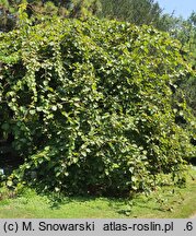 Actinidia chinensis var. deliciosa (aktinidia smakowita)