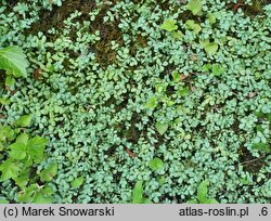 Acaena argentea (acena argentyńska)
