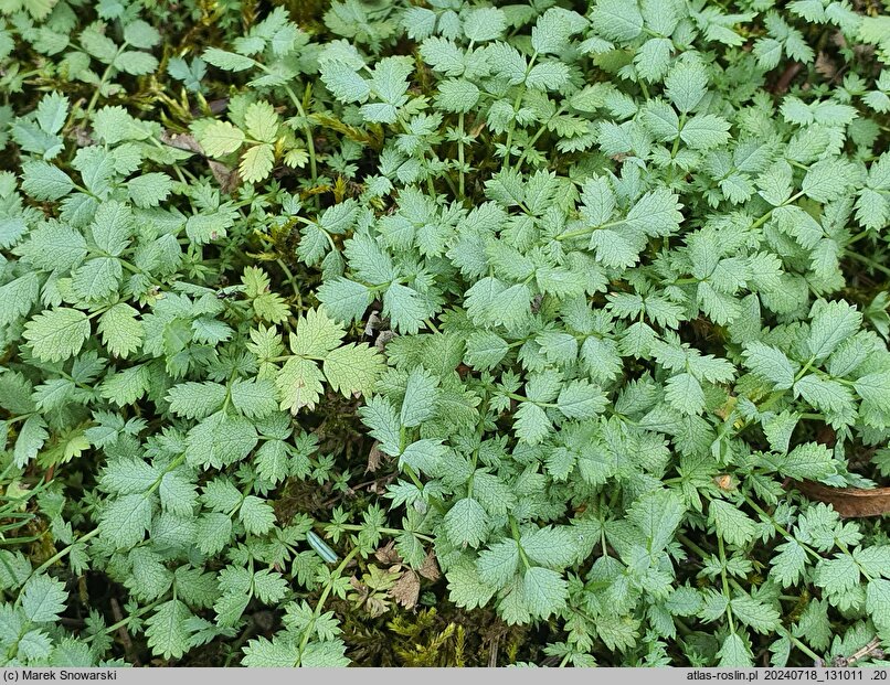Acaena argentea (acena argentyńska)