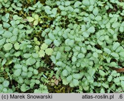 Acaena argentea (acena argentyńska)
