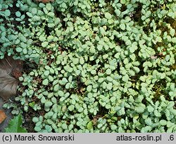 Acaena argentea (acena argentyńska)