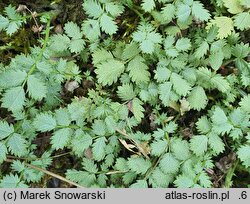 Acaena argentea (acena argentyńska)