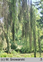 Picea abies Falcato-viminalis