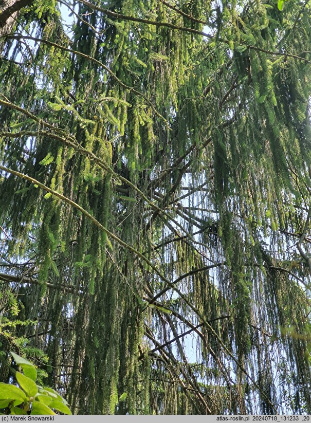 Picea abies Falcato-viminalis