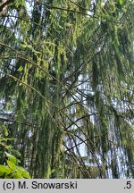 Picea abies Falcato-viminalis