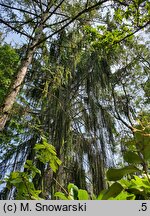 Picea abies Falcato-viminalis