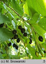 Alangium chinense