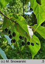 Alangium chinense