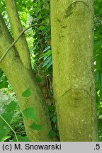 Alangium chinense