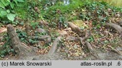 Taxodium distichum (cypryśnik błotny)