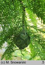 Taxodium distichum (cypryśnik błotny)