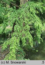 Taxodium distichum (cypryśnik błotny)