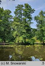 Taxodium distichum (cypryśnik błotny)