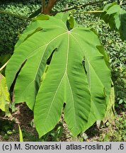 Tetrapanax papyrifer (tetrapanaks papierodajny)