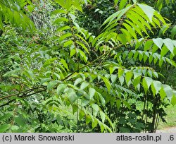 Choerospondias axillaris