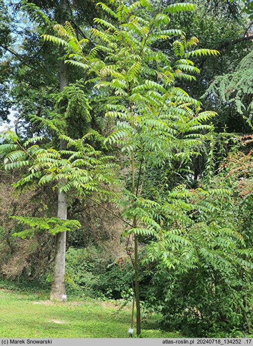 Choerospondias axillaris