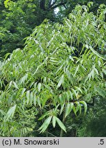 Sapindus mukorossi