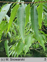 Sapindus mukorossi