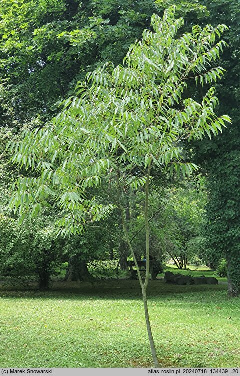 Sapindus mukorossi