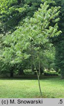 Sapindus mukorossi
